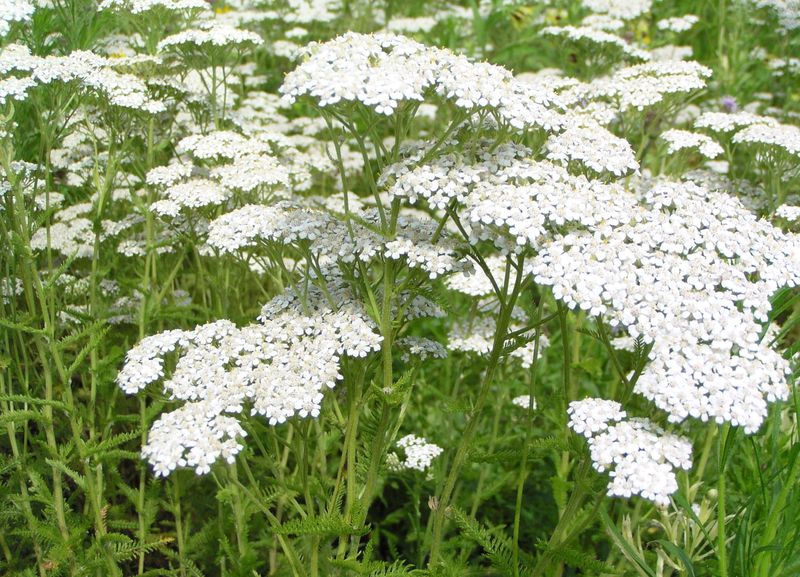 ACHILLEA MILLEFOLIUM