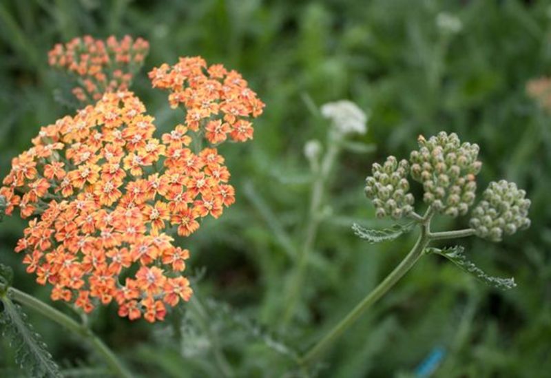 ACHILLEA MILL. TERRACOTTA