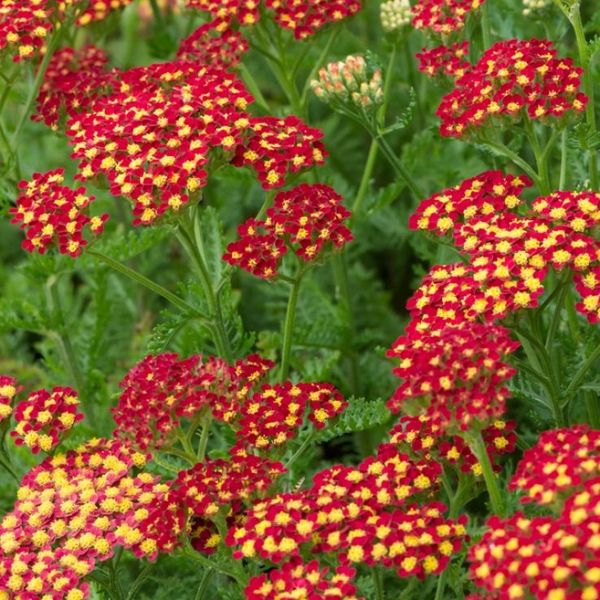 ACHILLEA MILL. MILLY ROCK RED