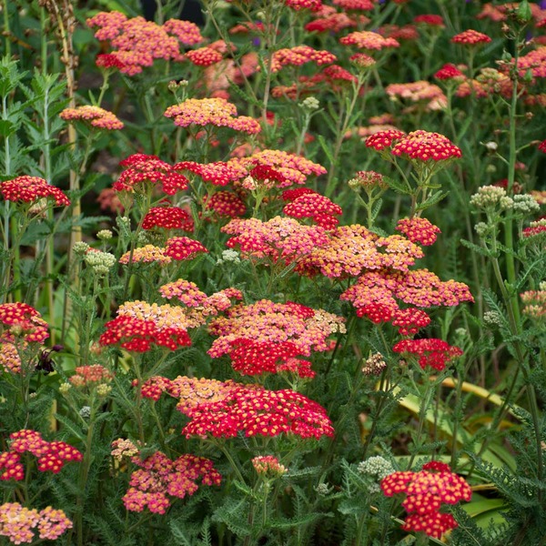 ACHILLEA MILL. PAPRIKA