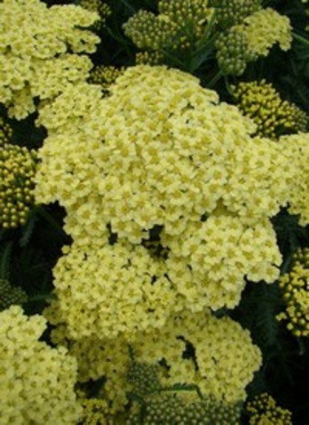 ACHILLEA MILL. SUM. F. LEMON