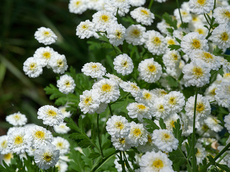 ACHILLEA PTARMICA THE PEARL