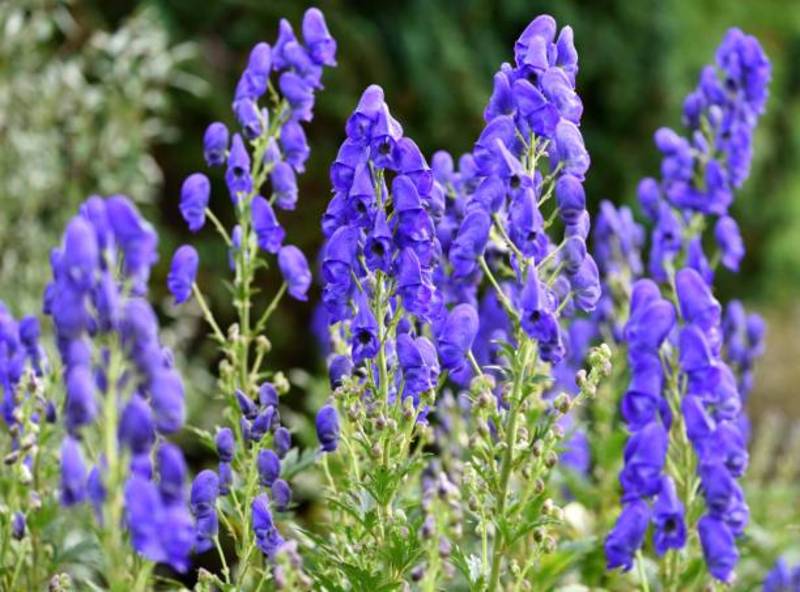 ACONITUM CARMICHAELII