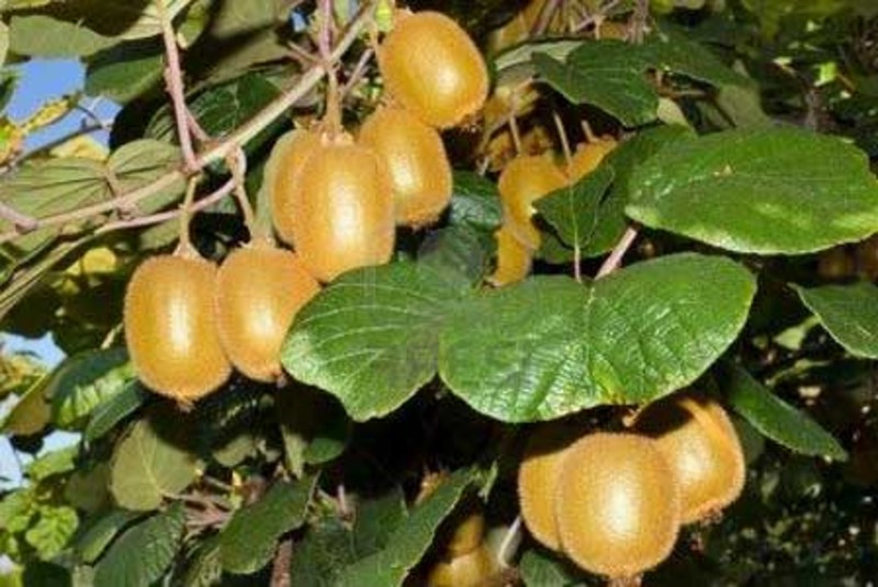 ACTINIDIA SP.