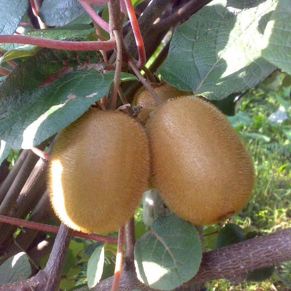 ACTINIDIA CHINENSIS HAYWARD