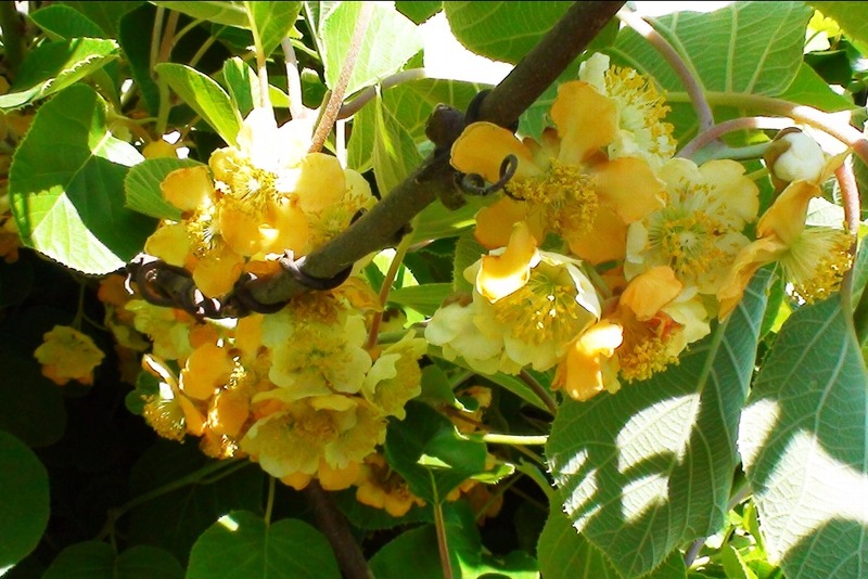 ACTINIDIA CHINENSIS 'TOMURI'