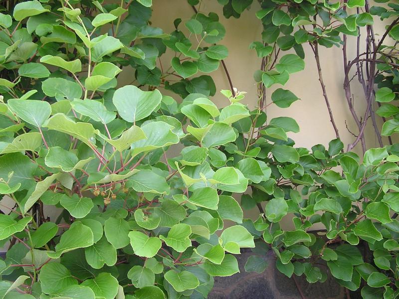 ACTINIDIA JENNY