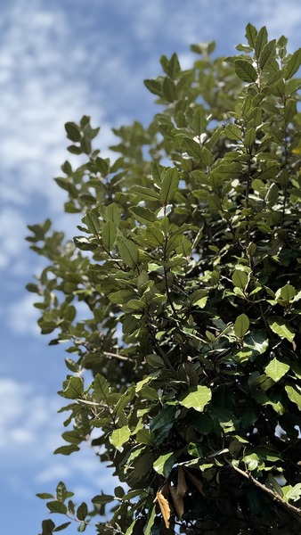 ELAEAGNUS EBBINGEI