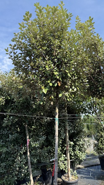 ELAEAGNUS EBBINGEI