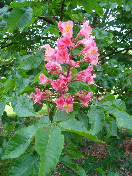 AESCULUS CARNEA BRIOTTII