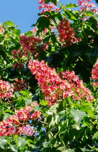 AESCULUS CARNEA BRIOTTI