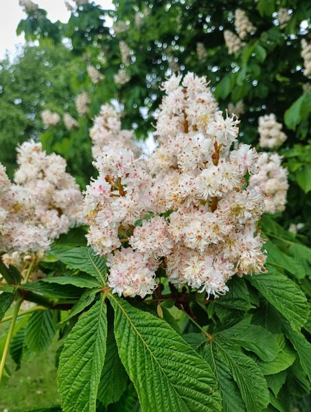 AESCULUS HIPPOC. BAUMANNII