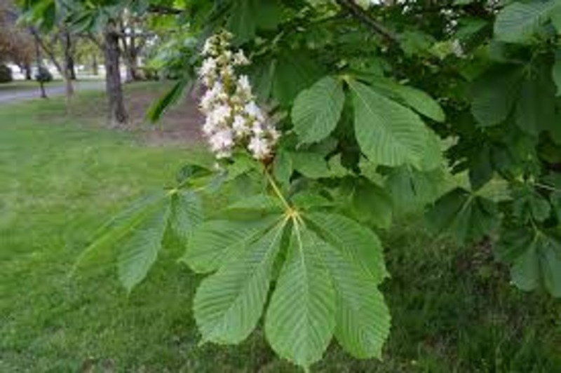 AESCULUS HIPPOCASTANUM