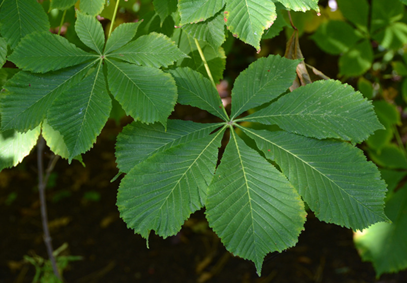 AESCULUS HIPPOC. BAUMANNII