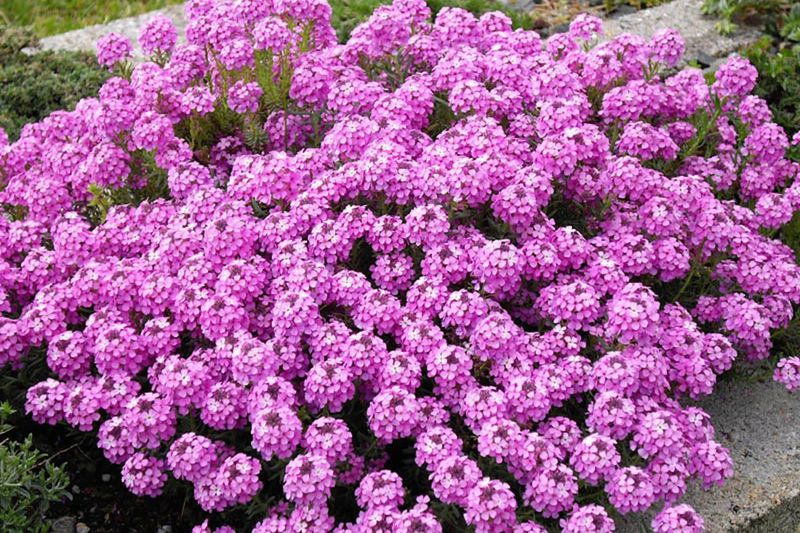 AETHIONEMA ARMENUM WARLEY ROSE