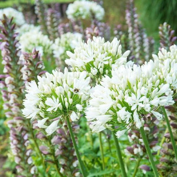 AGAPANTHUS AFRICANUS ALBUS
