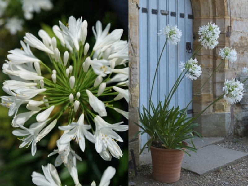 AGAPANTHUS AFRICANUS ALBUS