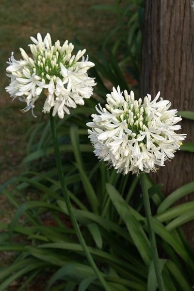 AGAPANTHUS AFRICANUS ALBUS