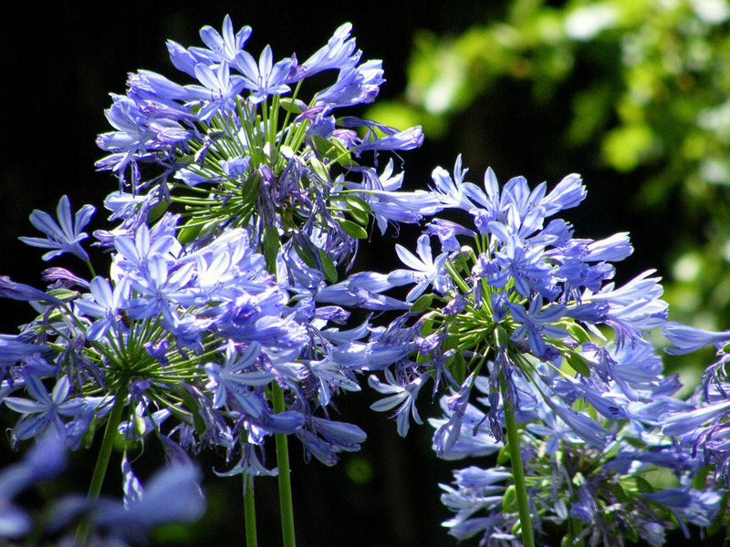 AGAPANTHUS AFRICANUS AZUREUM