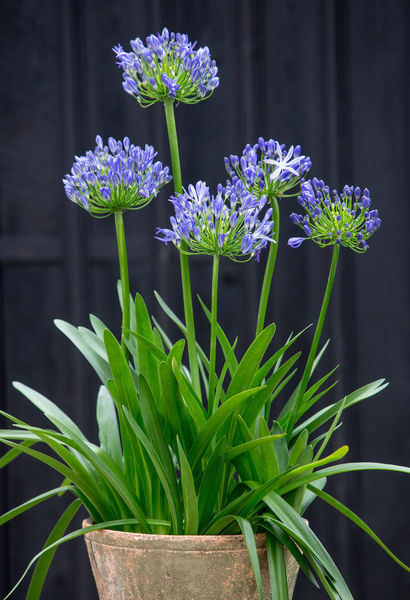 AGAPANTHUS AFRICANUS AZUREUM