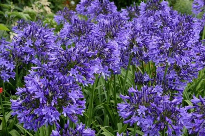 AGAPANTHUS MIDNIGHT STAR