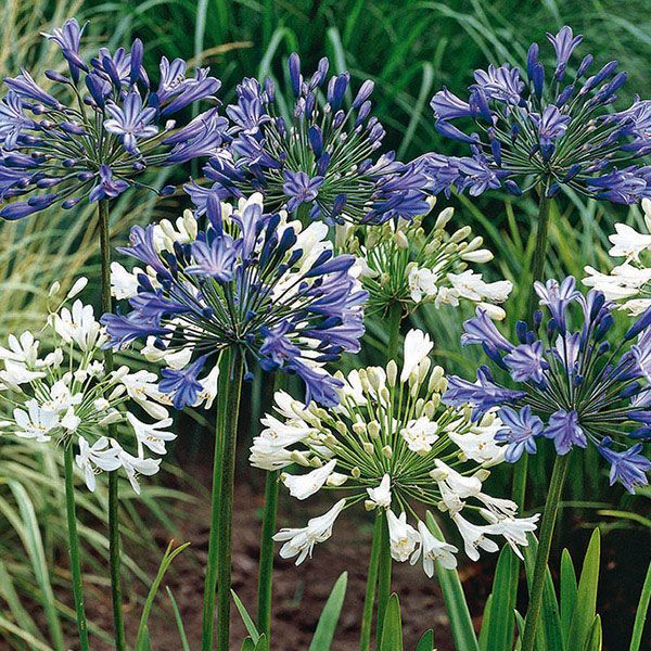 AGAPANTHUS MIX