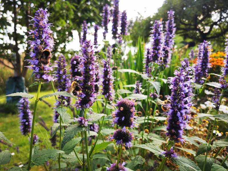 AGASTACHE BLACK ADDER