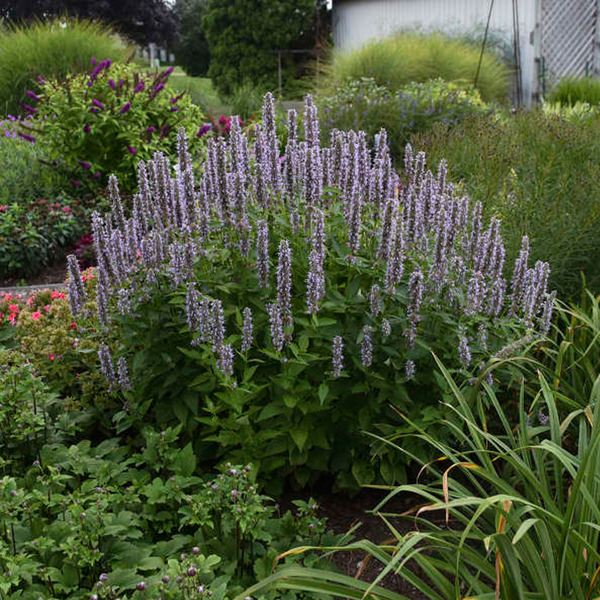 AGASTACHE BLUE FORTUNE