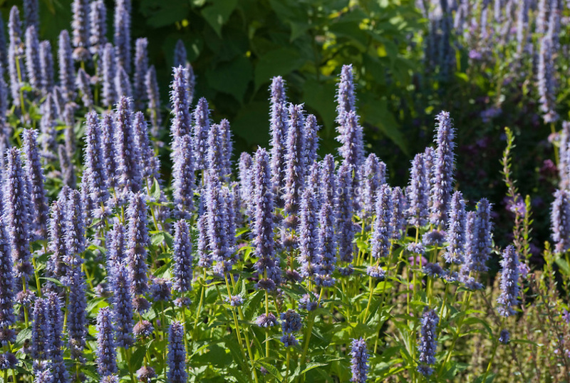 AGASTACHE BLUE FORTUNE