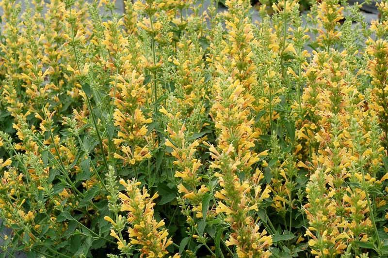 AGASTACHE KUDOS YELLOW