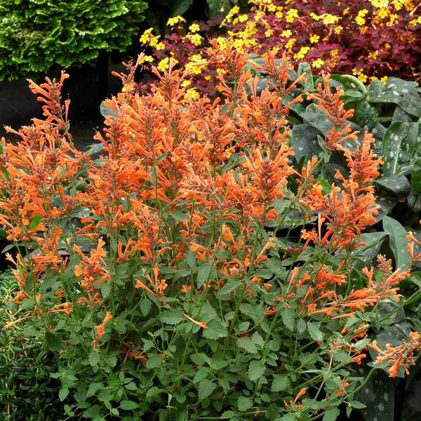 AGASTACHE KUDOS MANDARIN