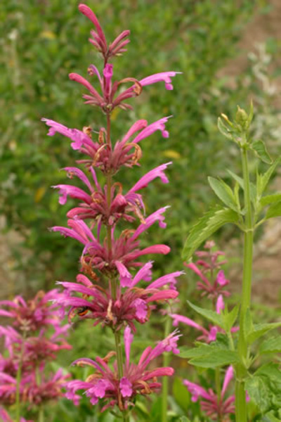 AGASTACHE TORONJIL MORADO