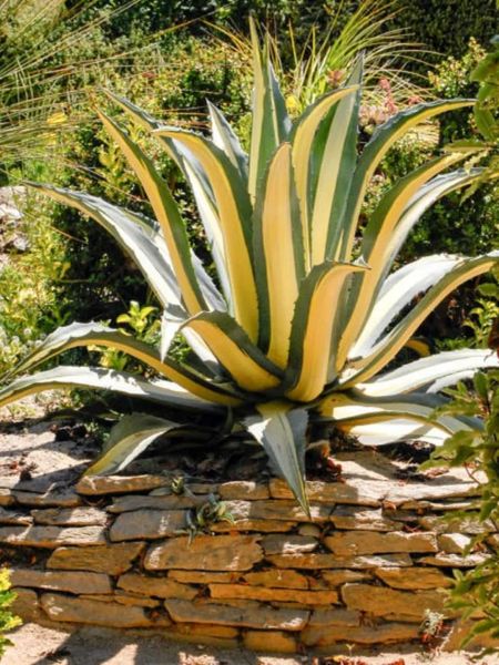 AGAVE AMERICANA MEDIOPICTA