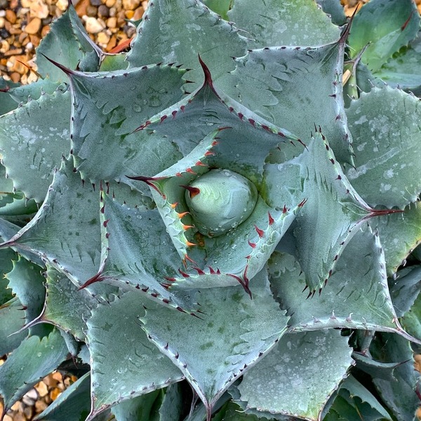AGAVE SEEMANNIANA ISTHMENSIS