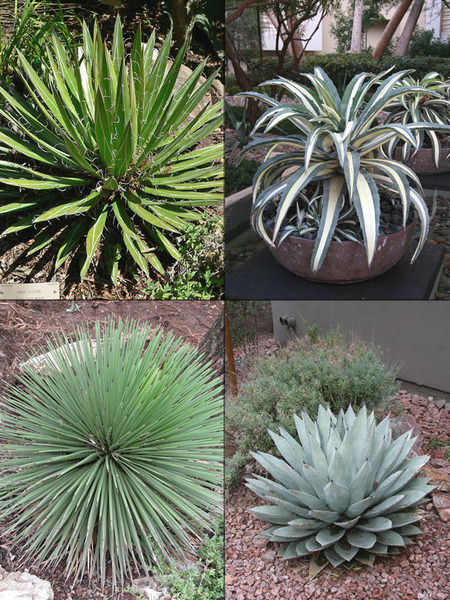 AGAVE BIG MIX