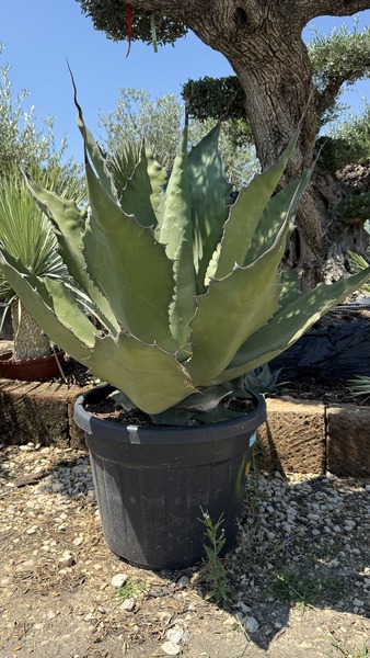 AGAVE MIX