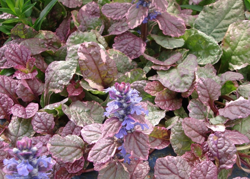 AJUGA REPTANS ATROPUROUREA