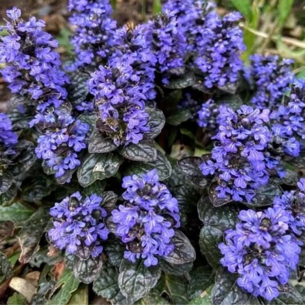 AJUGA REPTANS BLACK SCALLOP