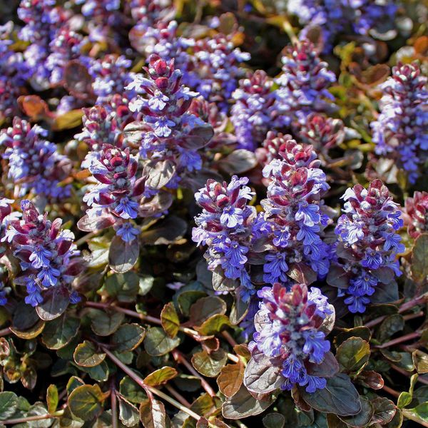 AJUGA REPTANS ATROPURPUREA