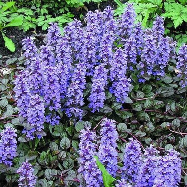 AJUGA REPTANS BRAUNHERZ