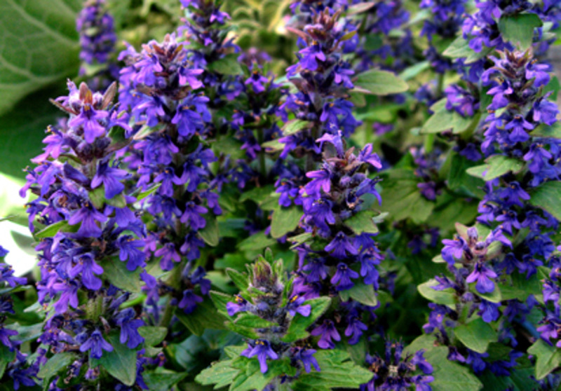 AJUGA REPTANS ATROPURPUREA
