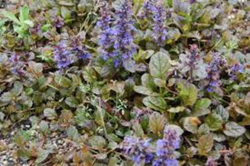 AJUGA REPTANS BRAUNHERZ
