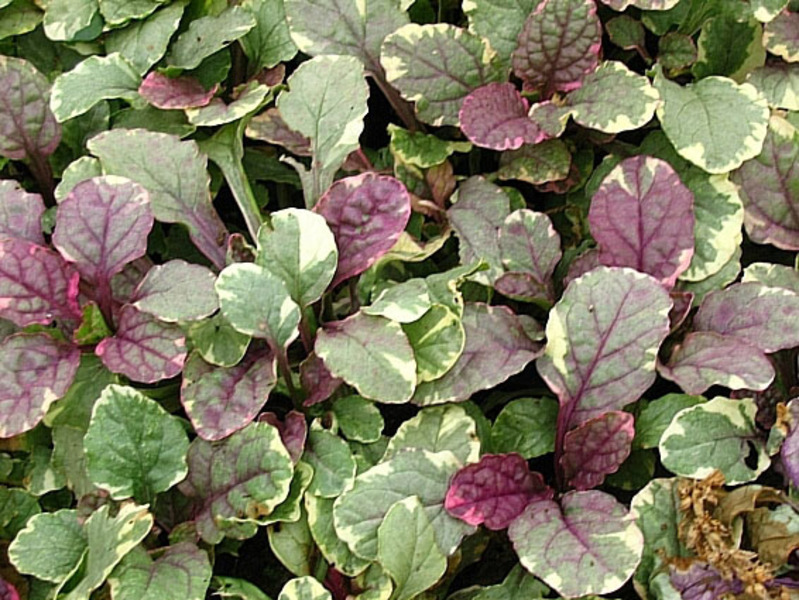AJUGA REPTANS BURGUNDY GLOW