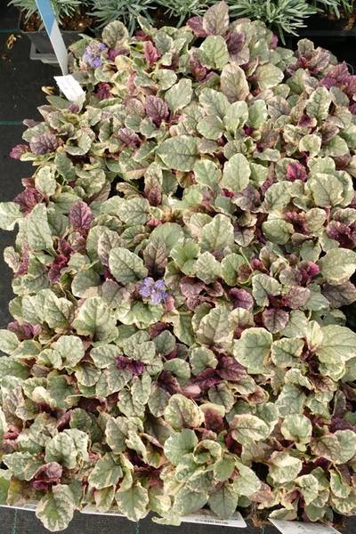 AJUGA REPTANS BURGUNDY GLOW