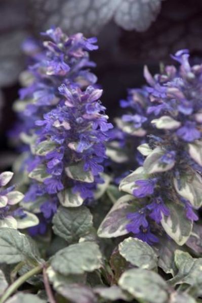AJUGA REPTANS BURGUNDY GLOW