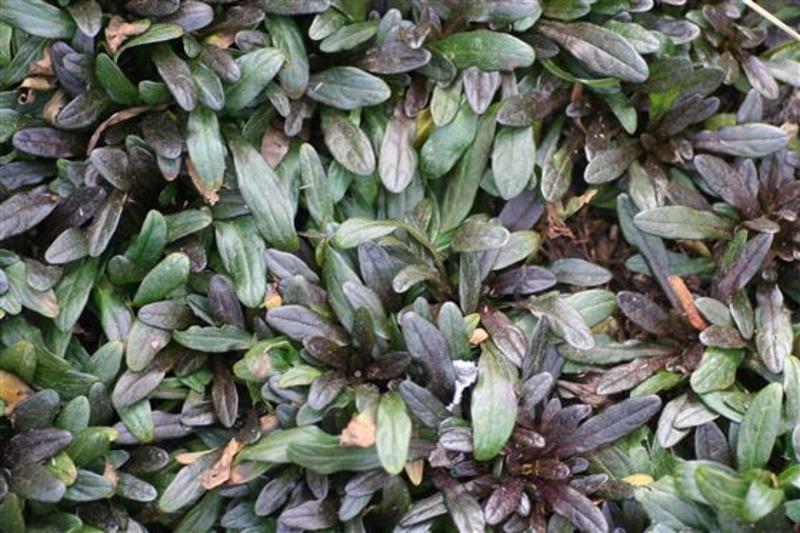 AJUGA REPTANS CHOCKOLATE CHIP