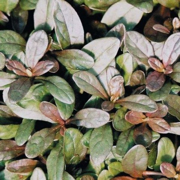 AJUGA REPTANS MINI MAHOGANY