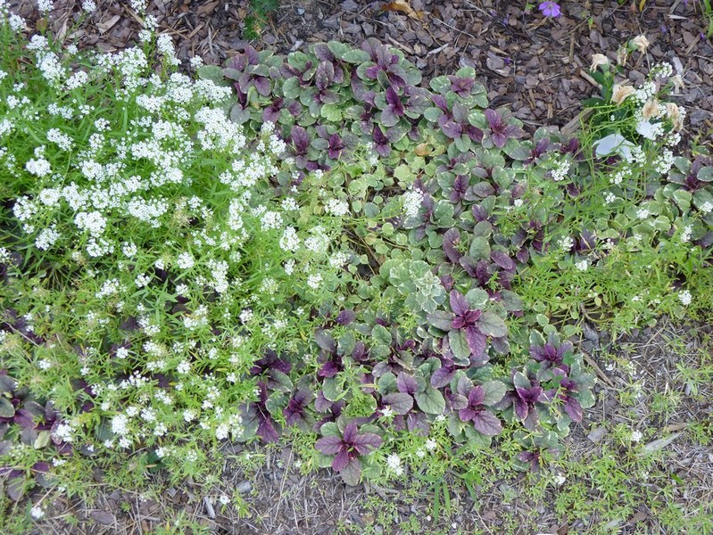 AJUGA REPTANS MIX