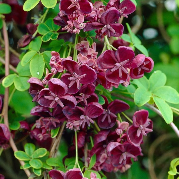 AKEBIA QUINATA
