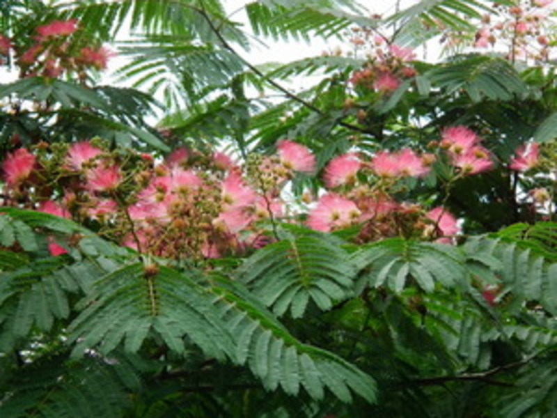 ALBIZIA JULIBRISSIN